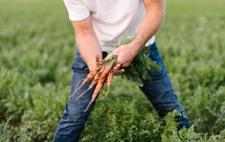 Bio-Karotten: Anbau am Biohof Mühl