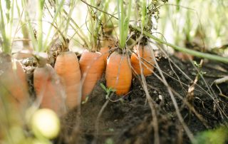 Bio-Karotten für "Zurück zum Ursprung"