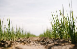 Bio-Reis: Anbau am Biohof Mühl