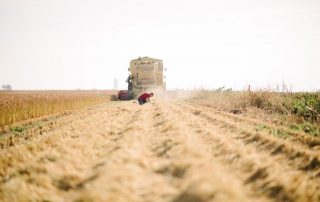Bio-Reis: Anbau am Biohof Mühl