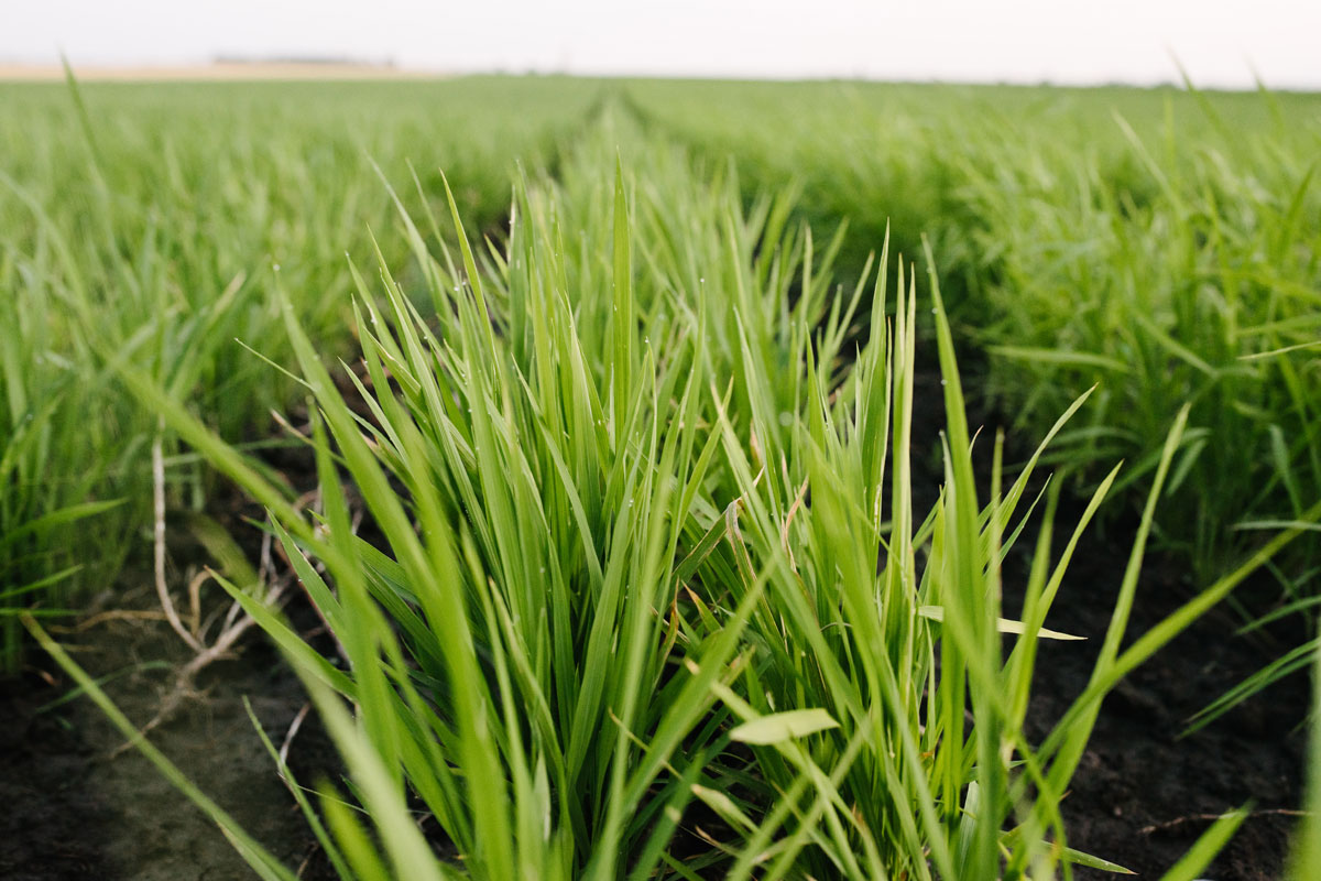 Regenerative Landwirtschaft: Langfristige Effekte am Biohof Mühl